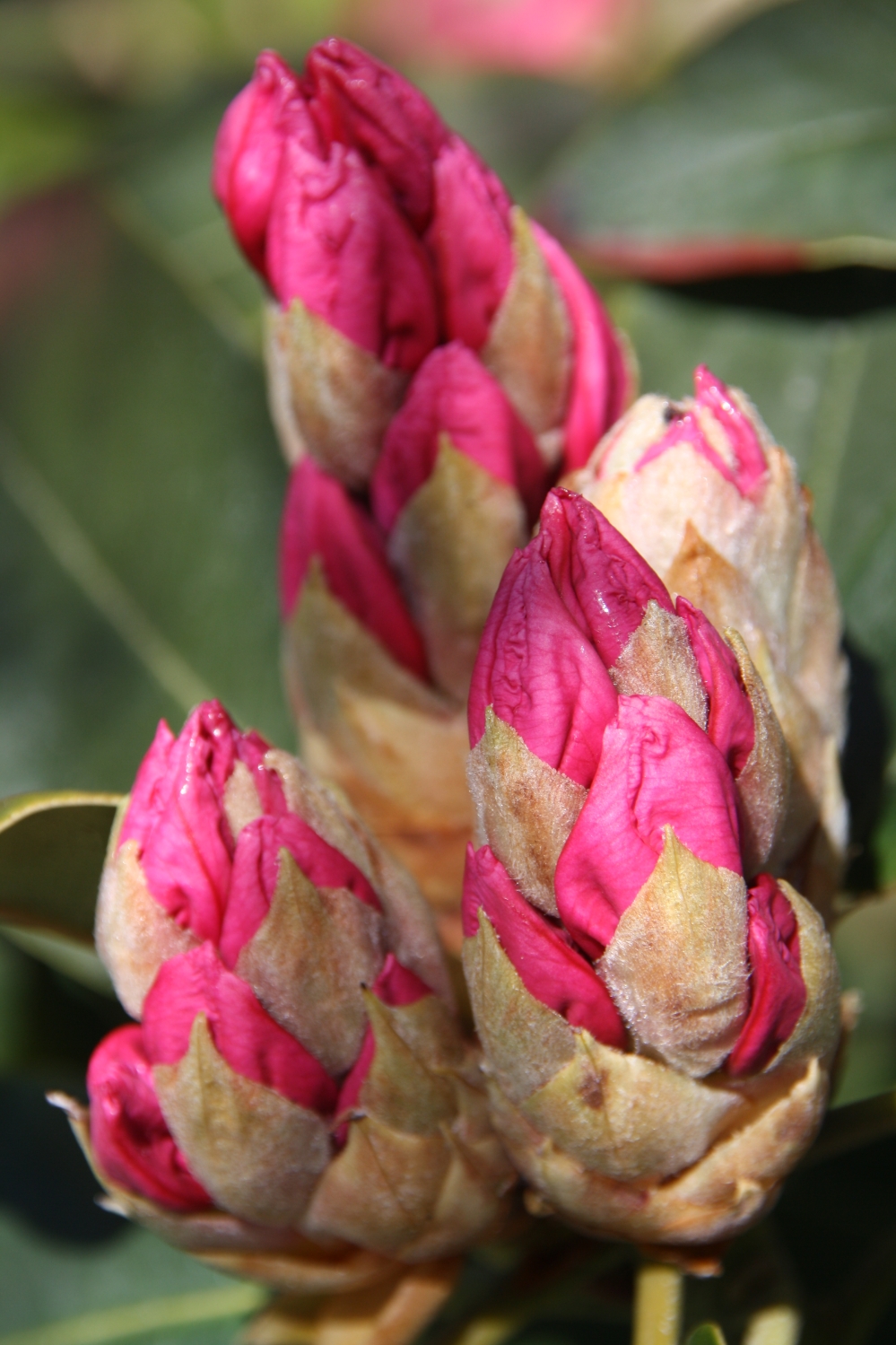 Rododendron in knop