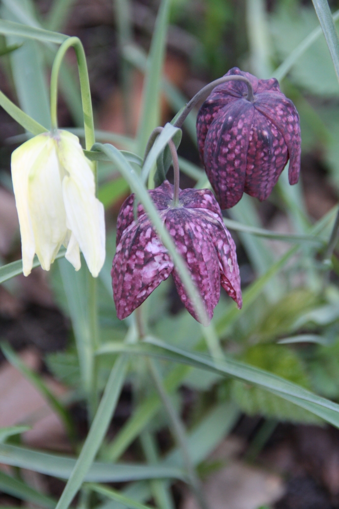 Kievietsbloemen