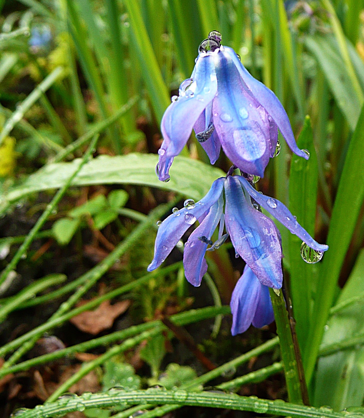 Oosterse sterhyacint