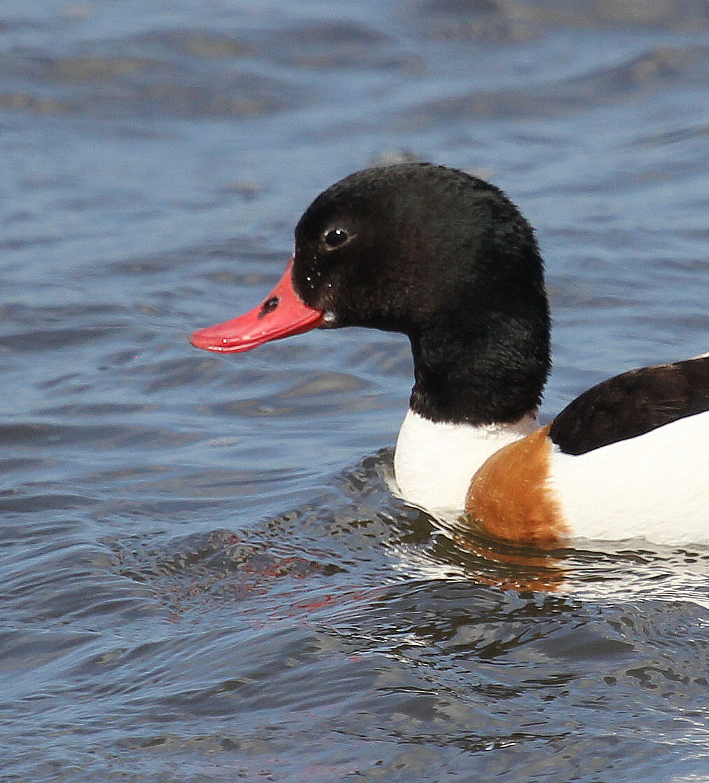 Close-up Bergeend (v)