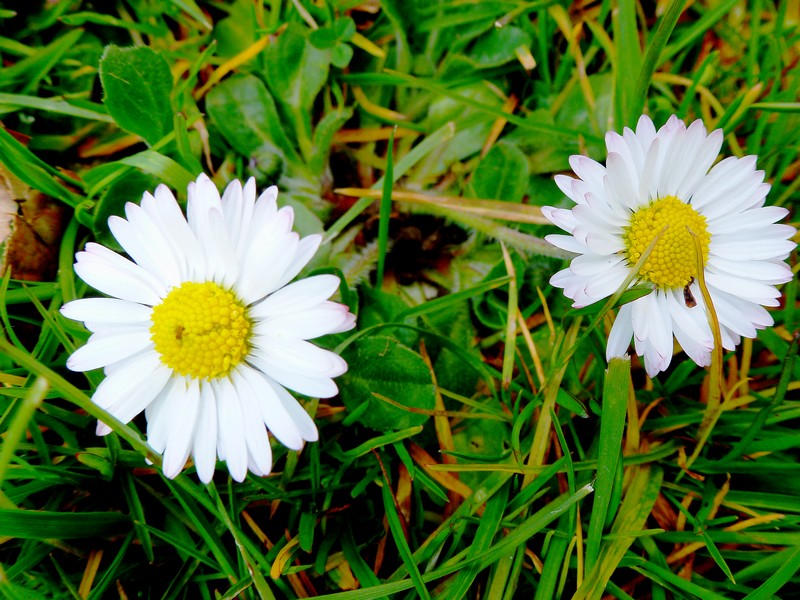 nu zijn er opeens twee...