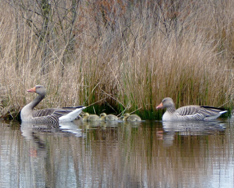 beschermd door ouders