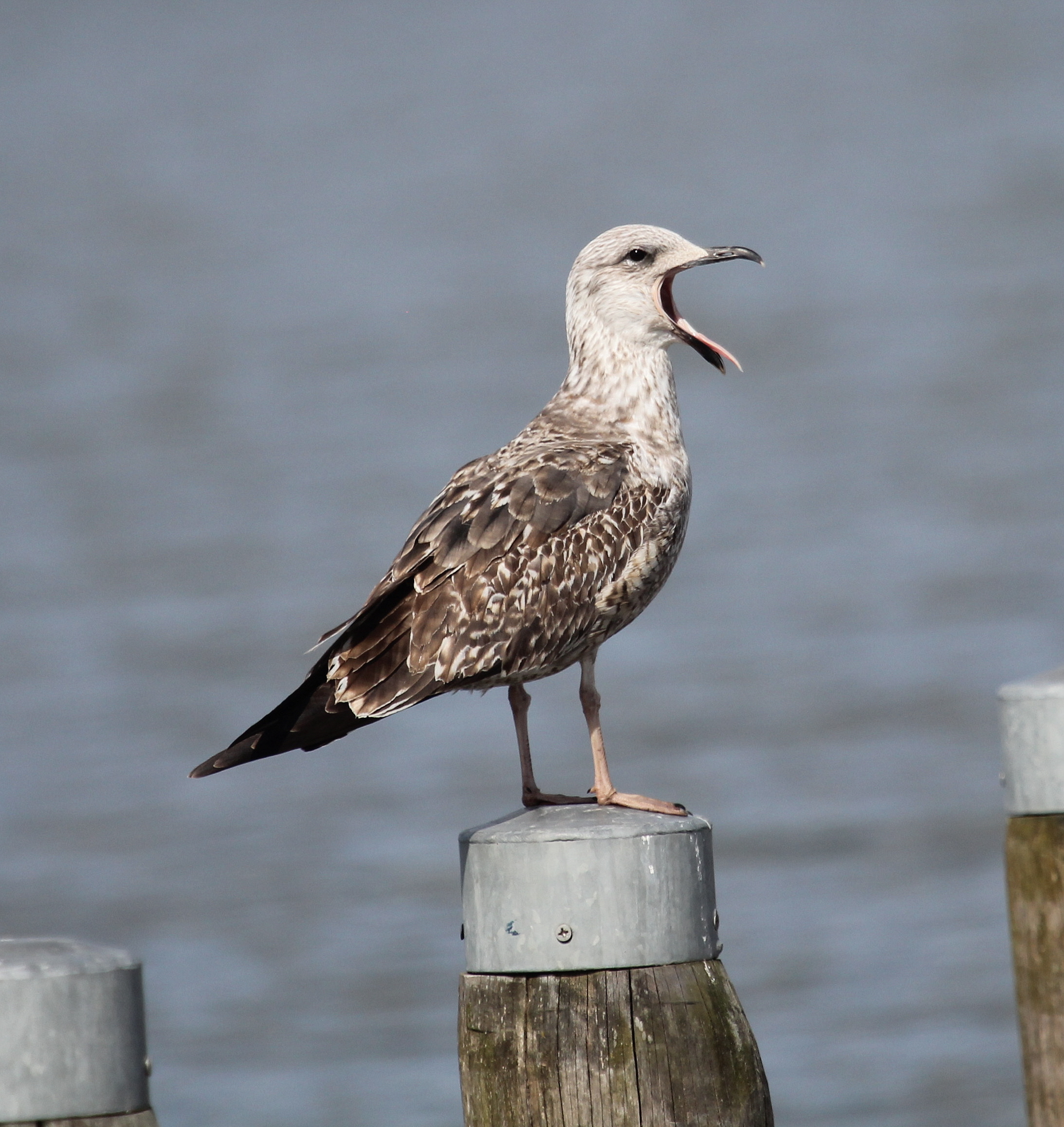 Ook al ben ik jong,  ik heb al een heel groot bekkie!