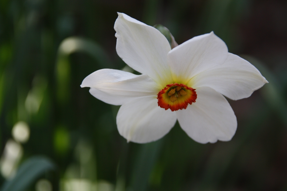 Narcis