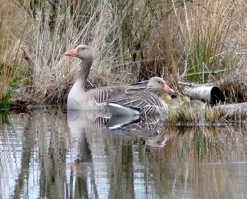 rietganzen in de rietkraag