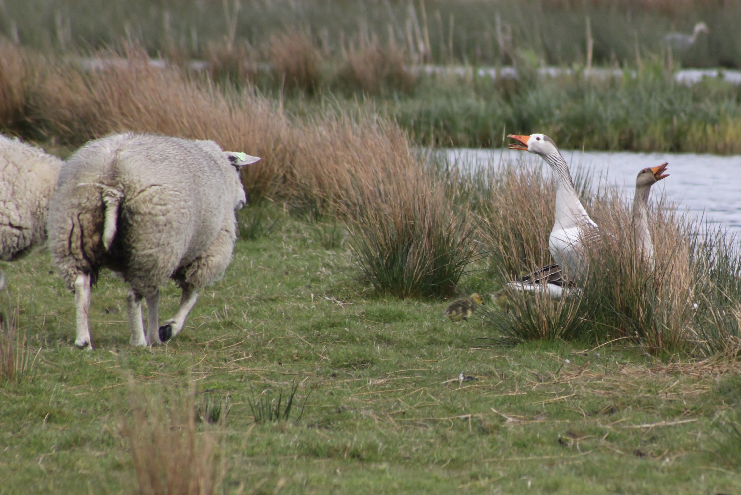 Ganzen trotseren schapen (serie)3