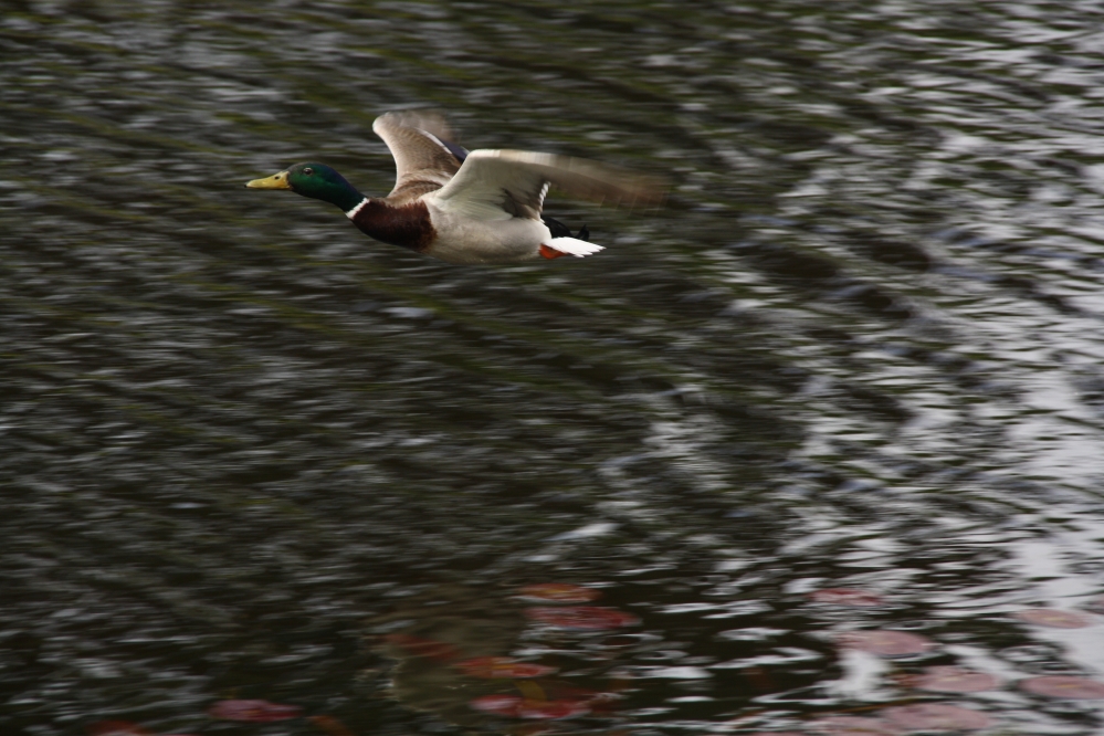 Duck on the run