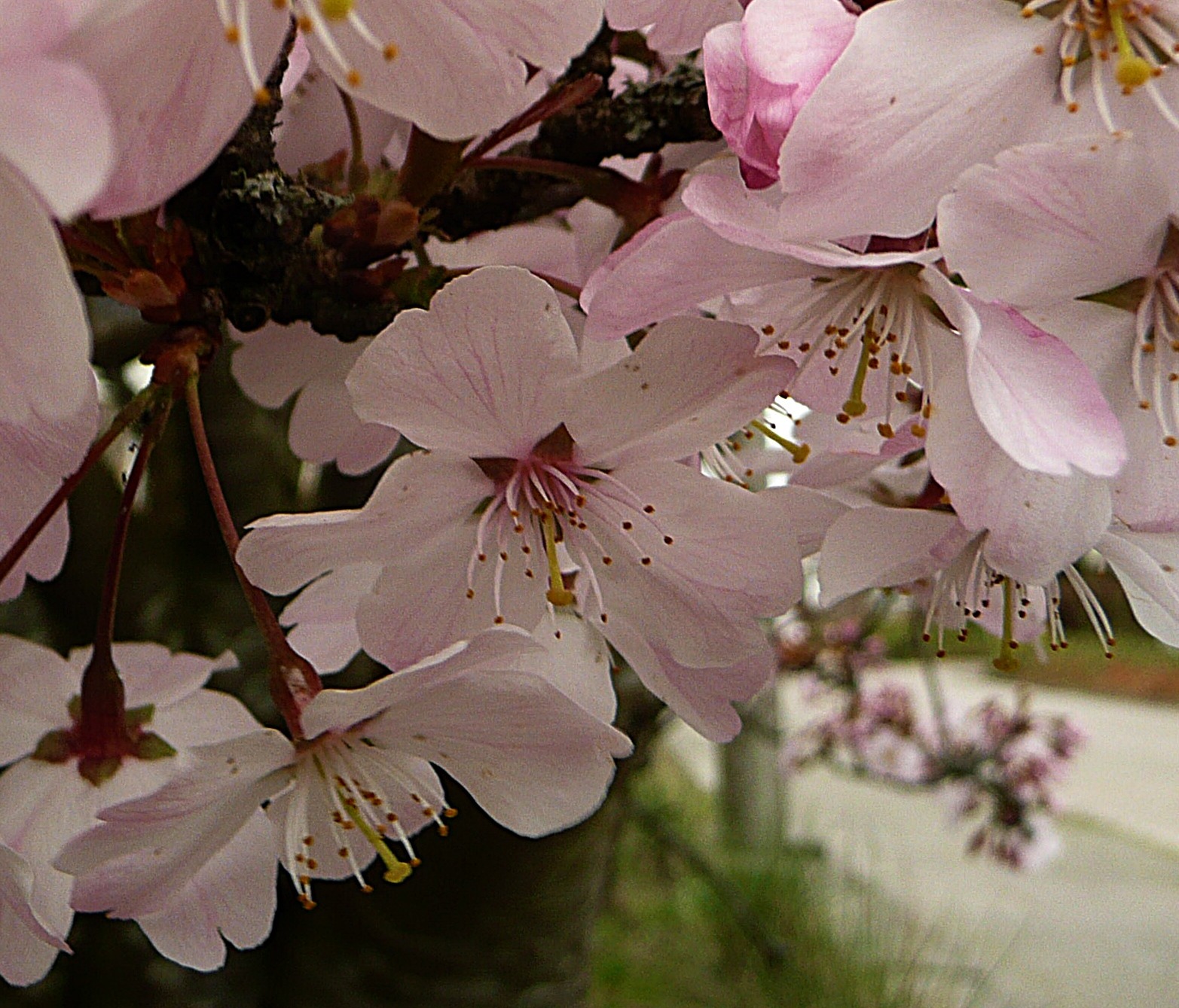 Prunus2