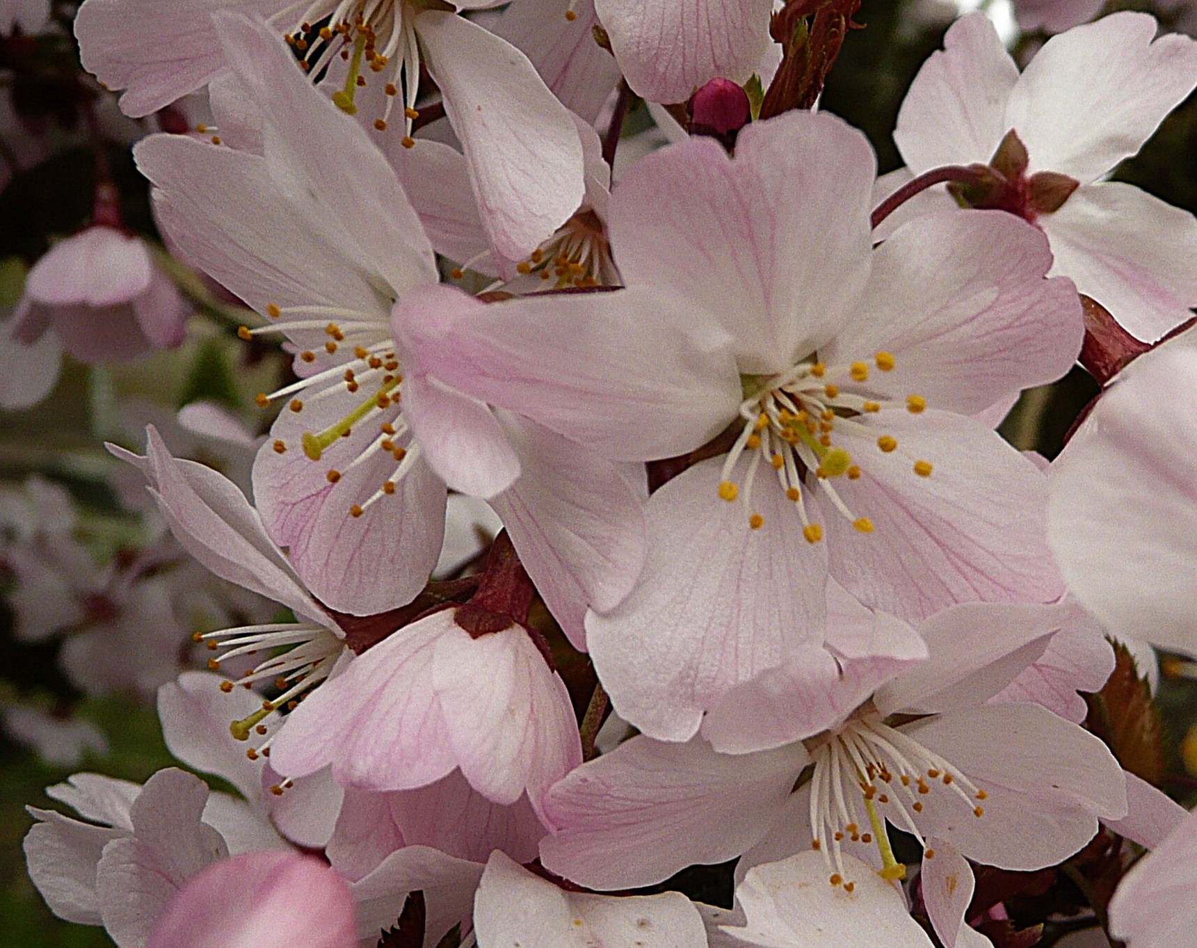 Prunus