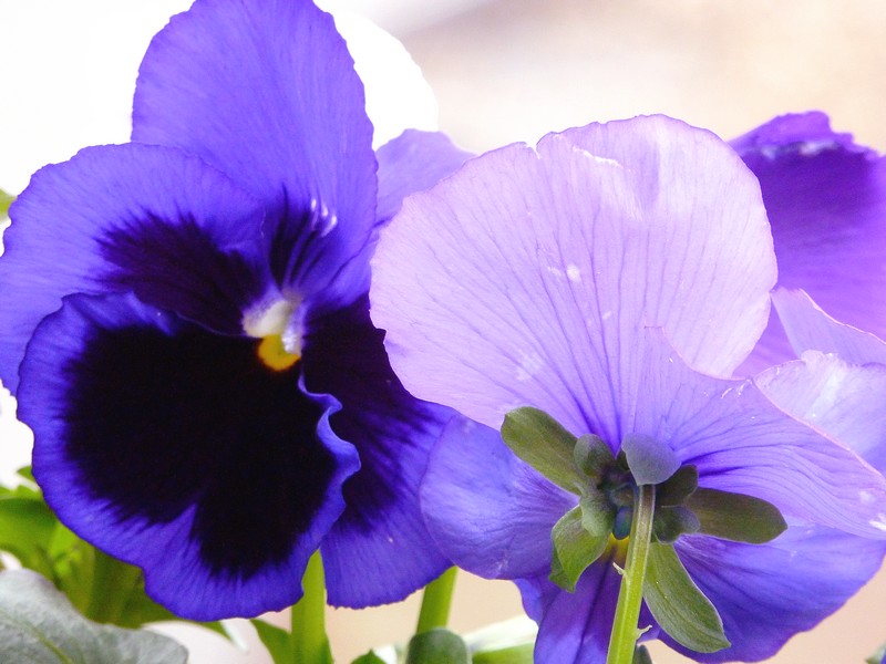 same same but different