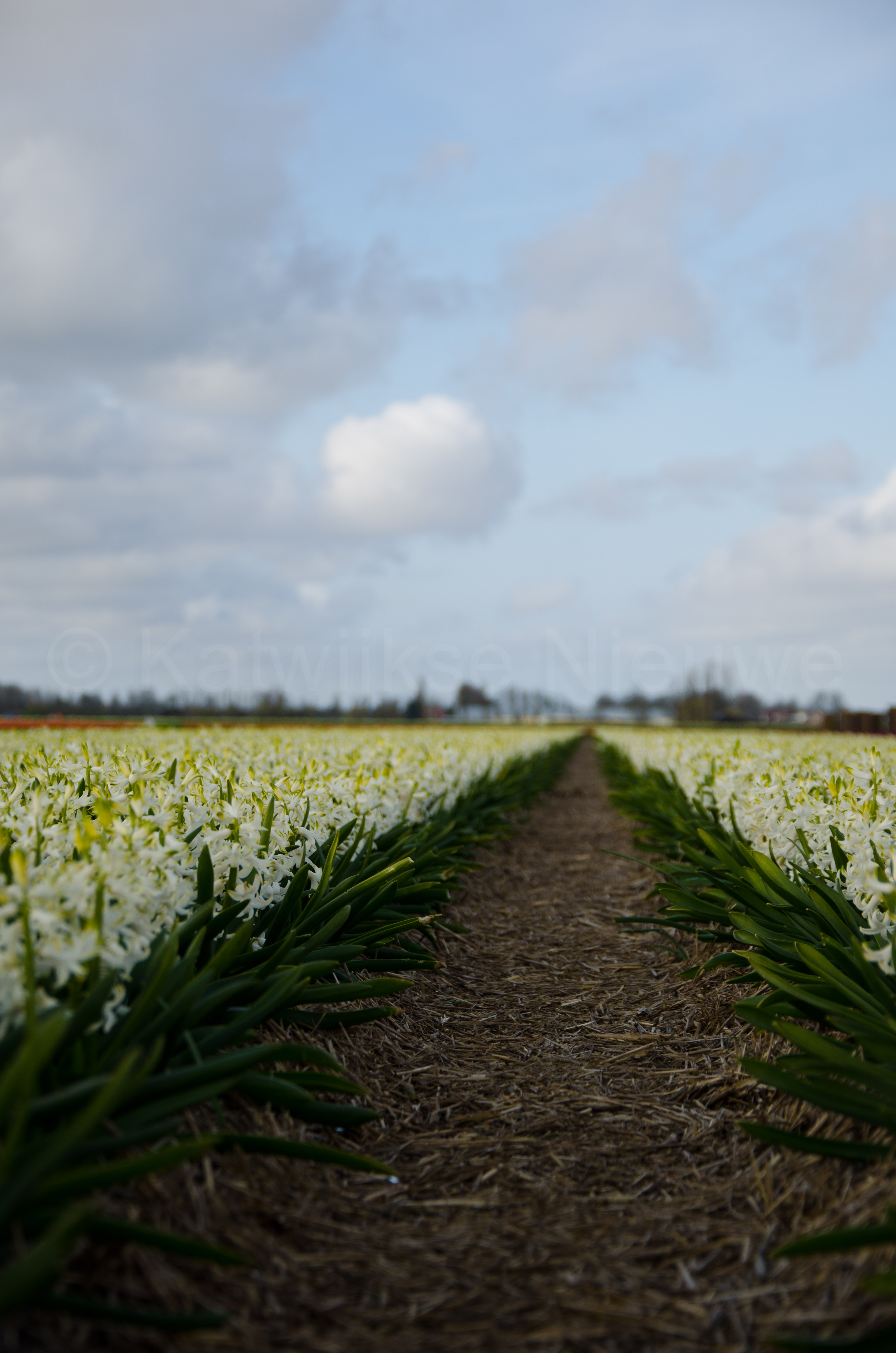 Dutch Flowers 12