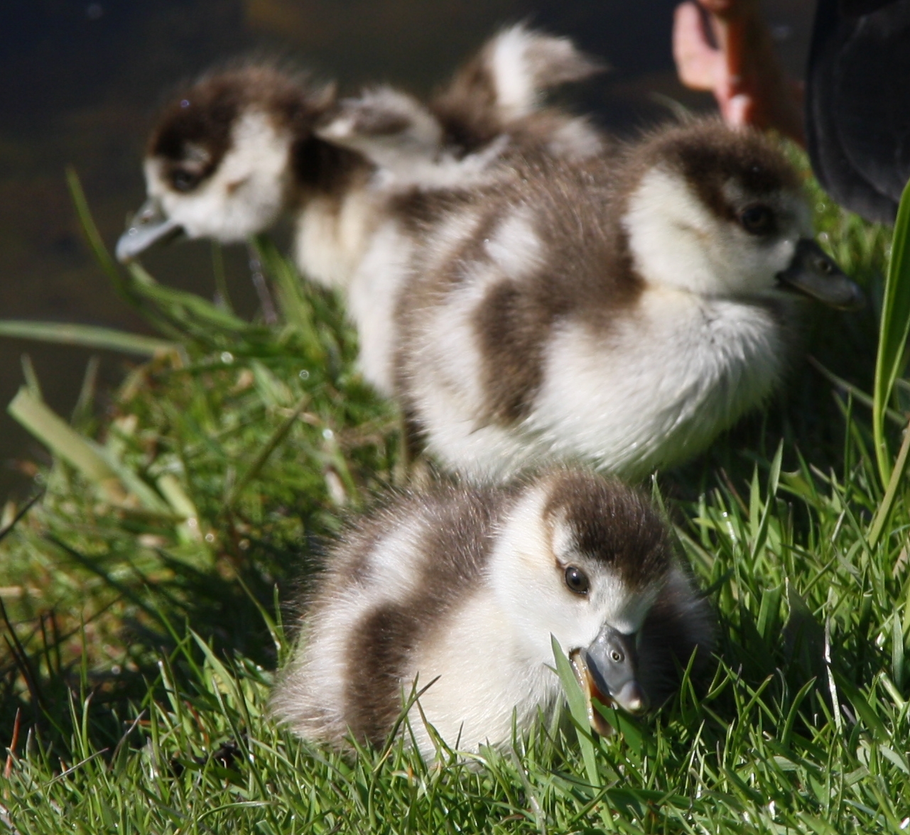 3 kleine kleutertjes