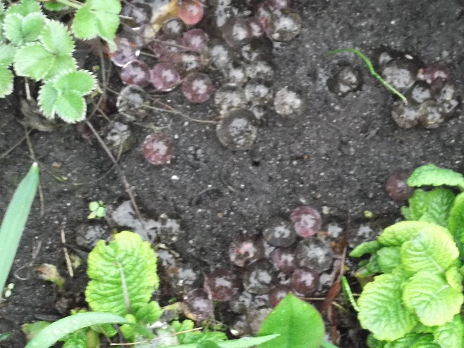 vreemde verschijning