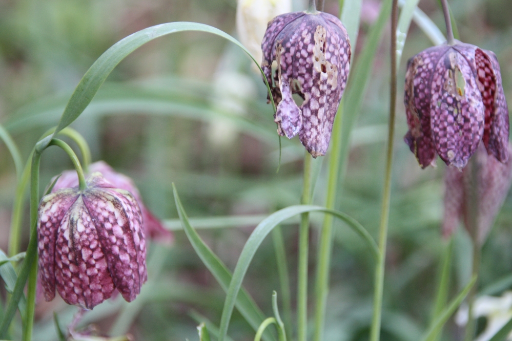 Kievietsbloemen