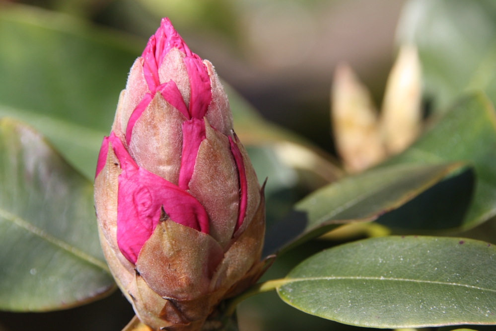 Rododendron in knop