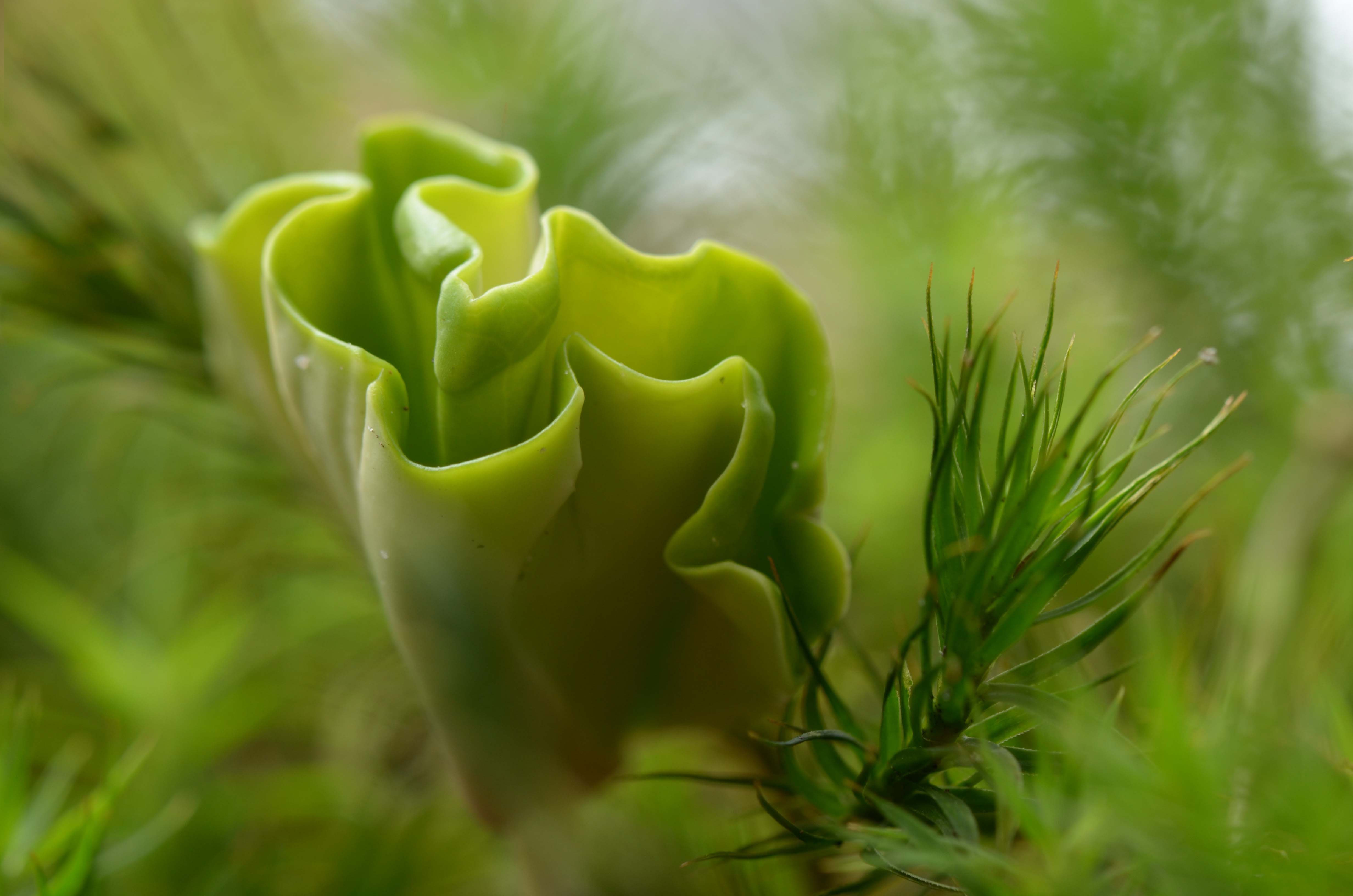 beukenboom in wording