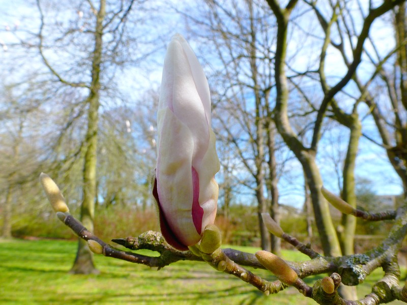 daar komt de magnolia aan
