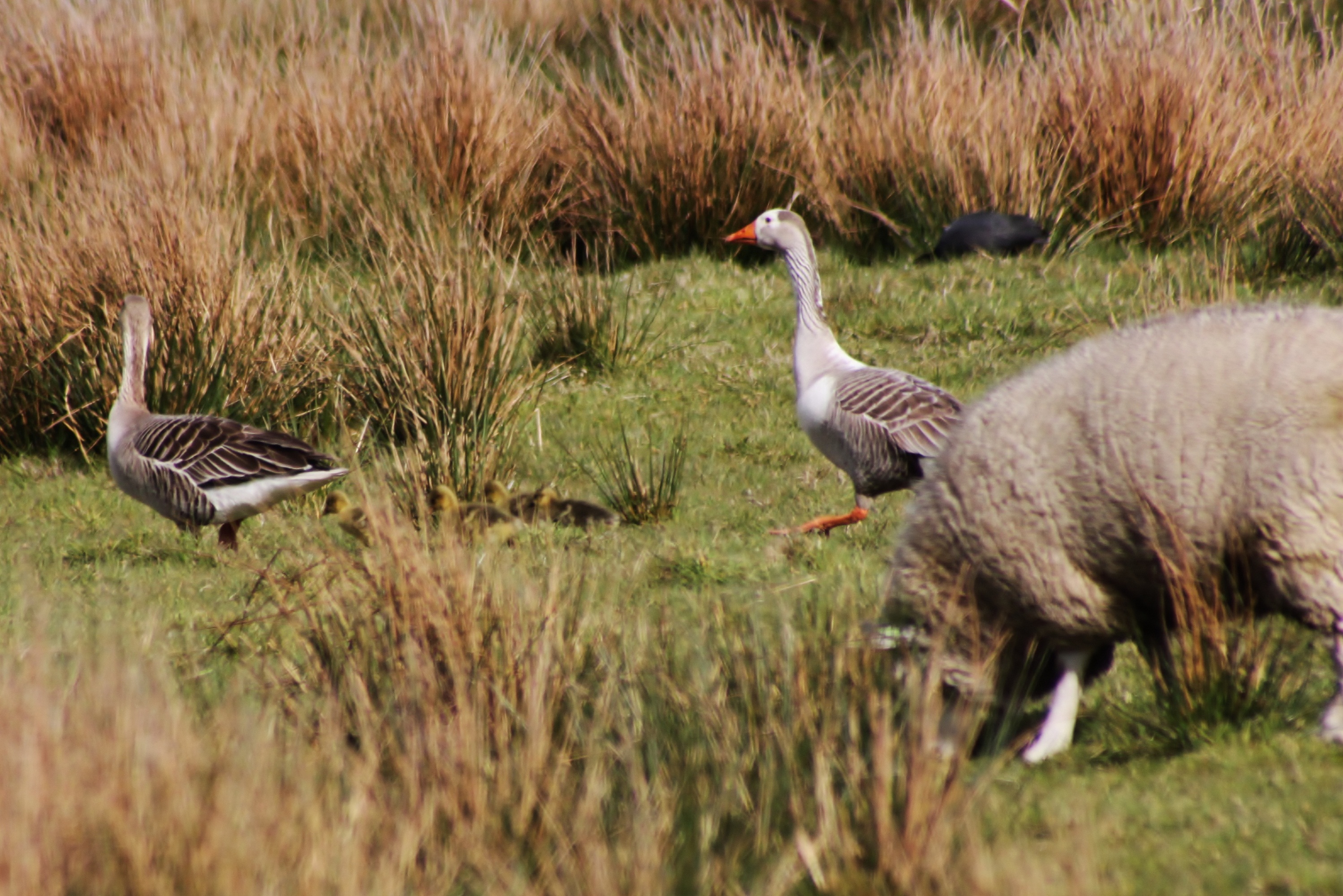Ganzen trotseren schapen (serie)9-laatste