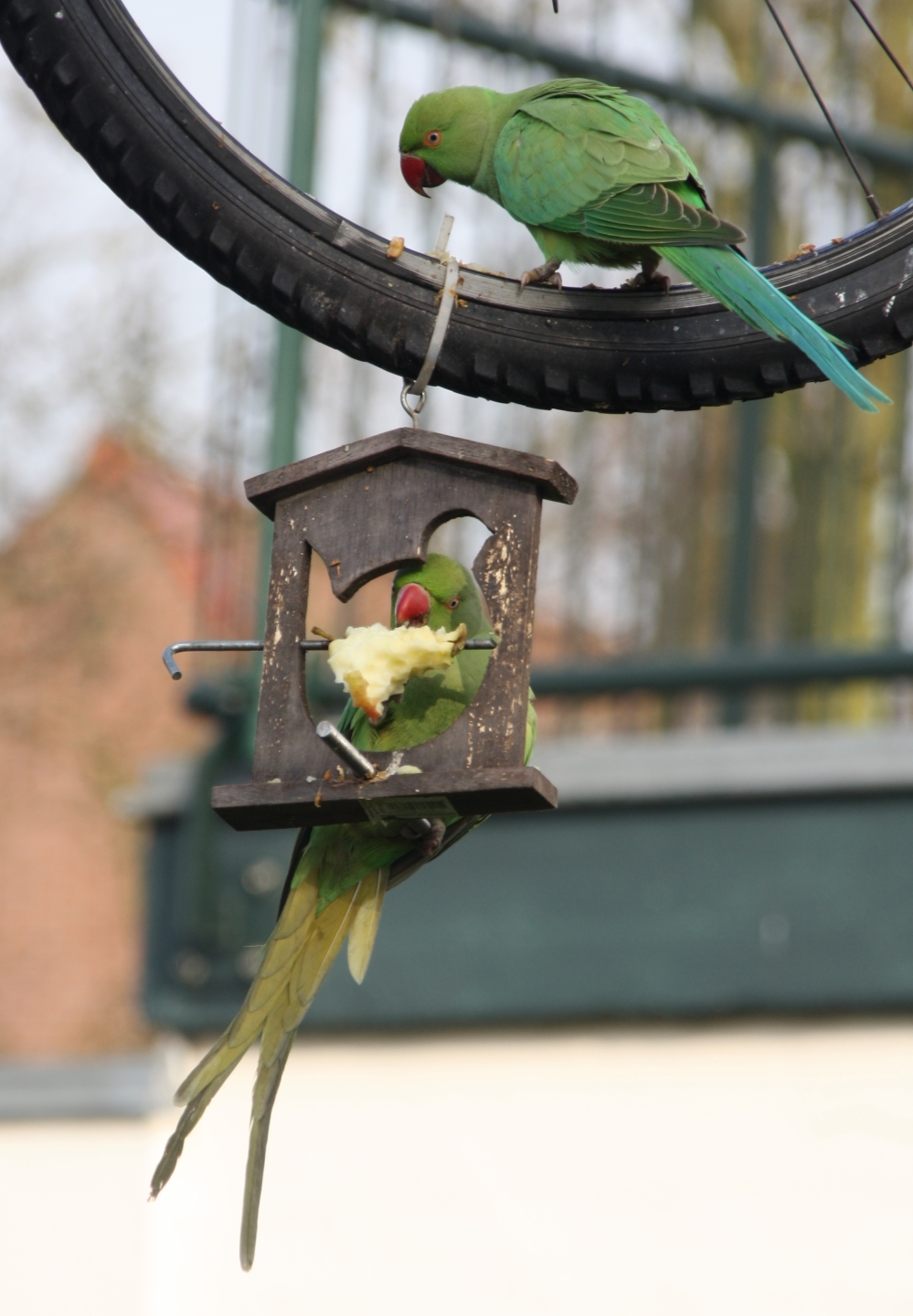 Halsbandparkieten
