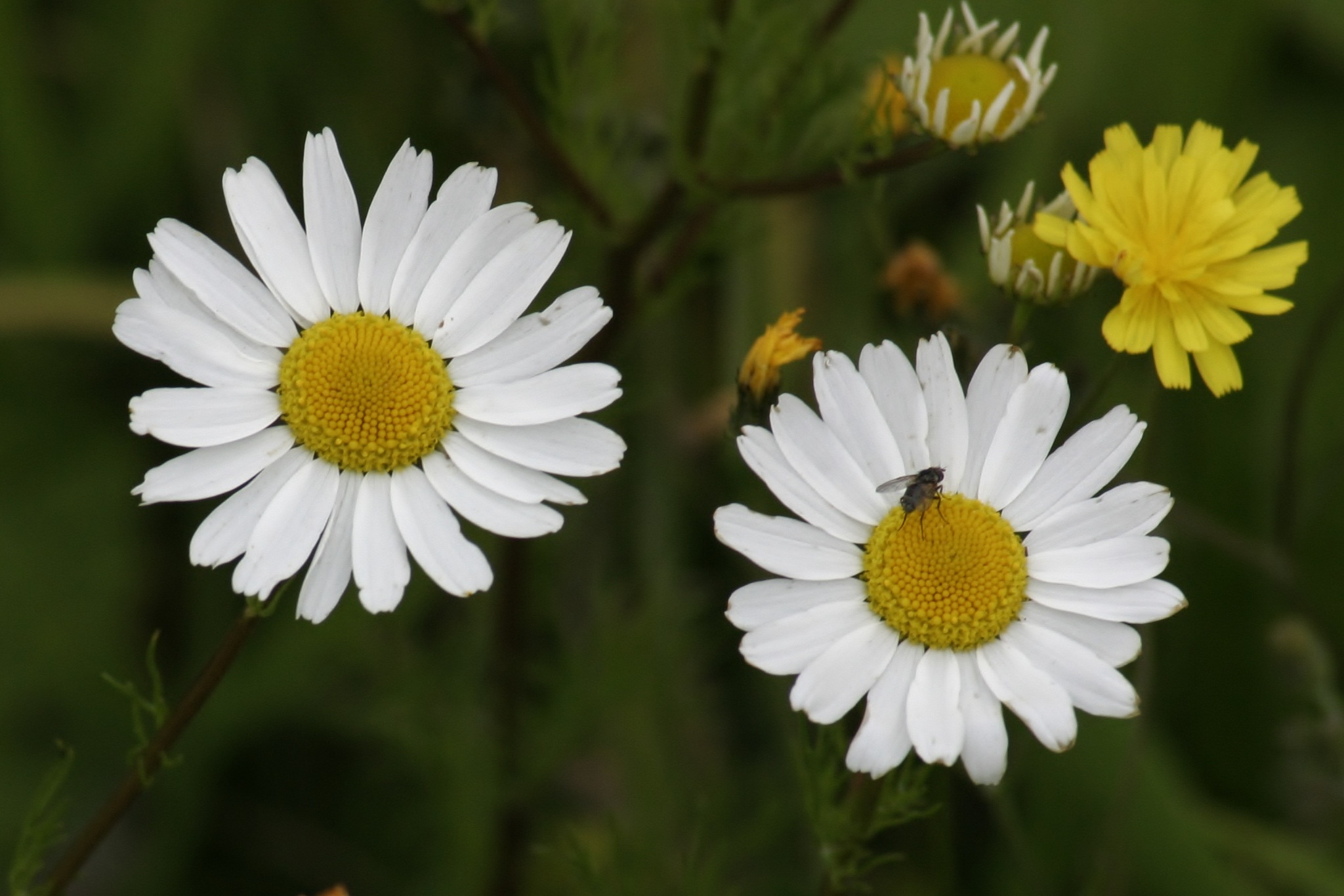 O, had ik maar een macrolens 3