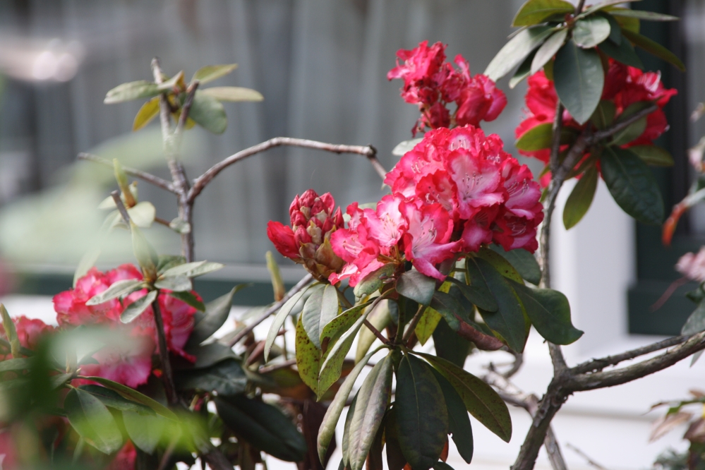 Rhodondendron