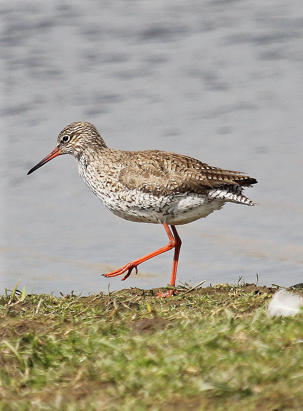 Tureluur met zijn herkenbare rode pootjes.