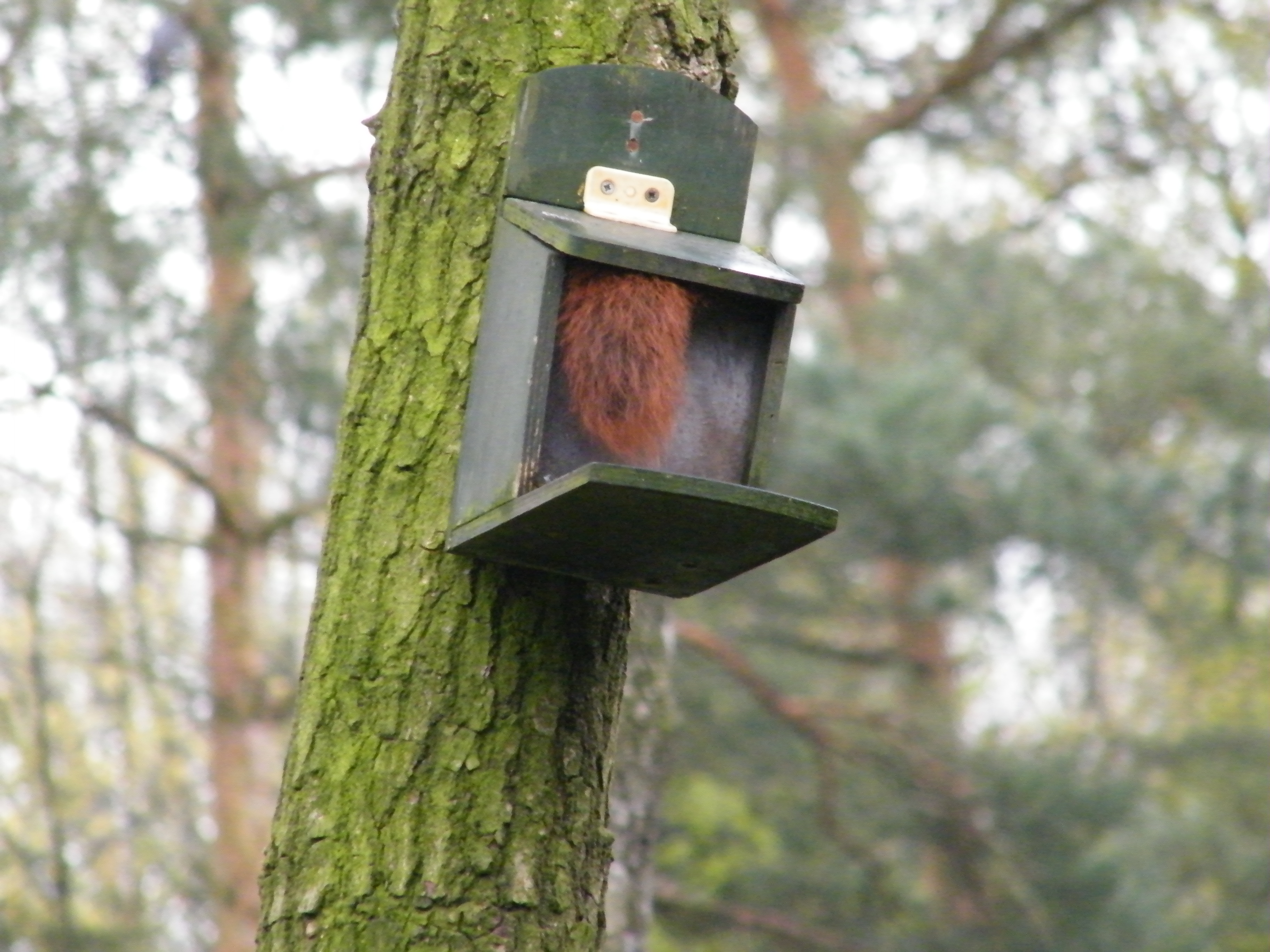 Daar gaat de laatste pinda