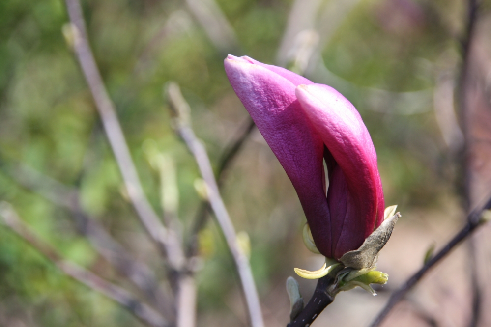 Magnolia in knop