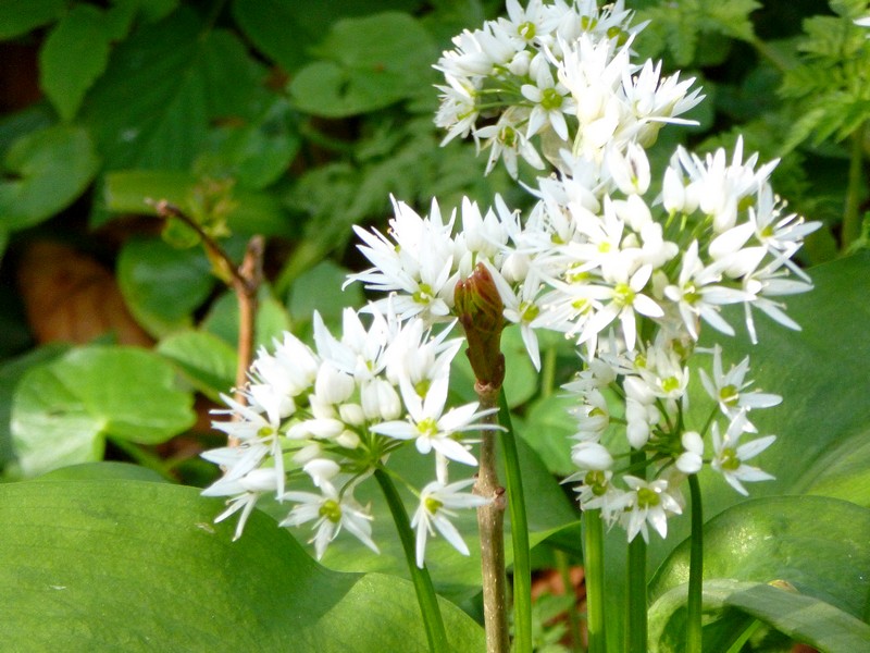 vogelmelk wat closer