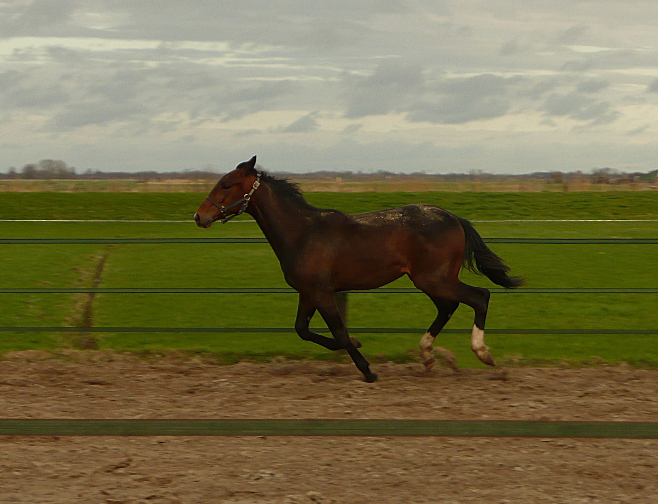 Paard met lente in het hoofd