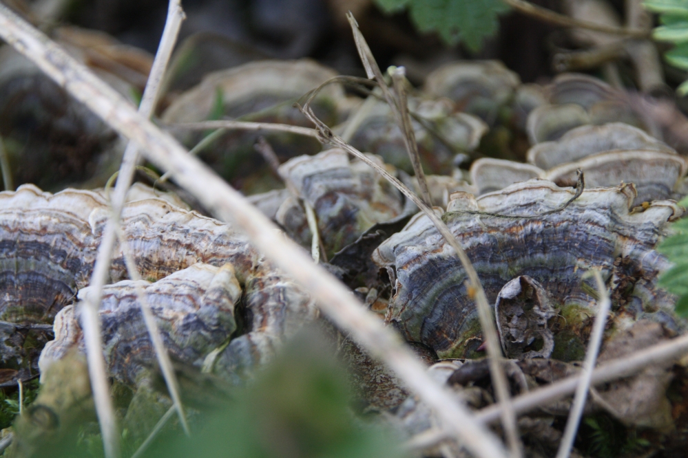 Paddenstoelen op knotwilg
