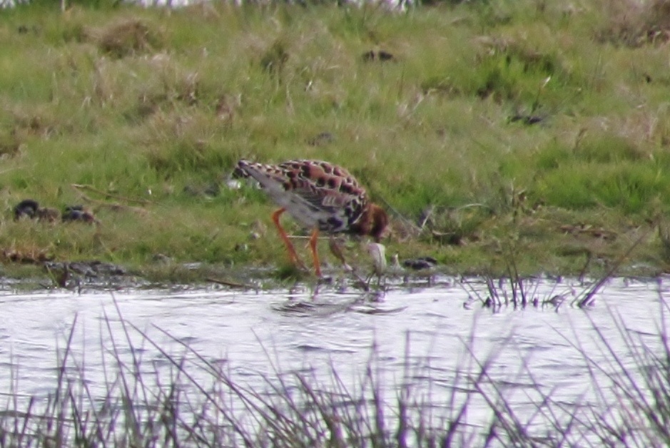 Kemphaan op achtergrond