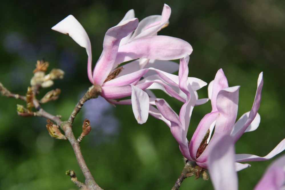 Roze Magnolias