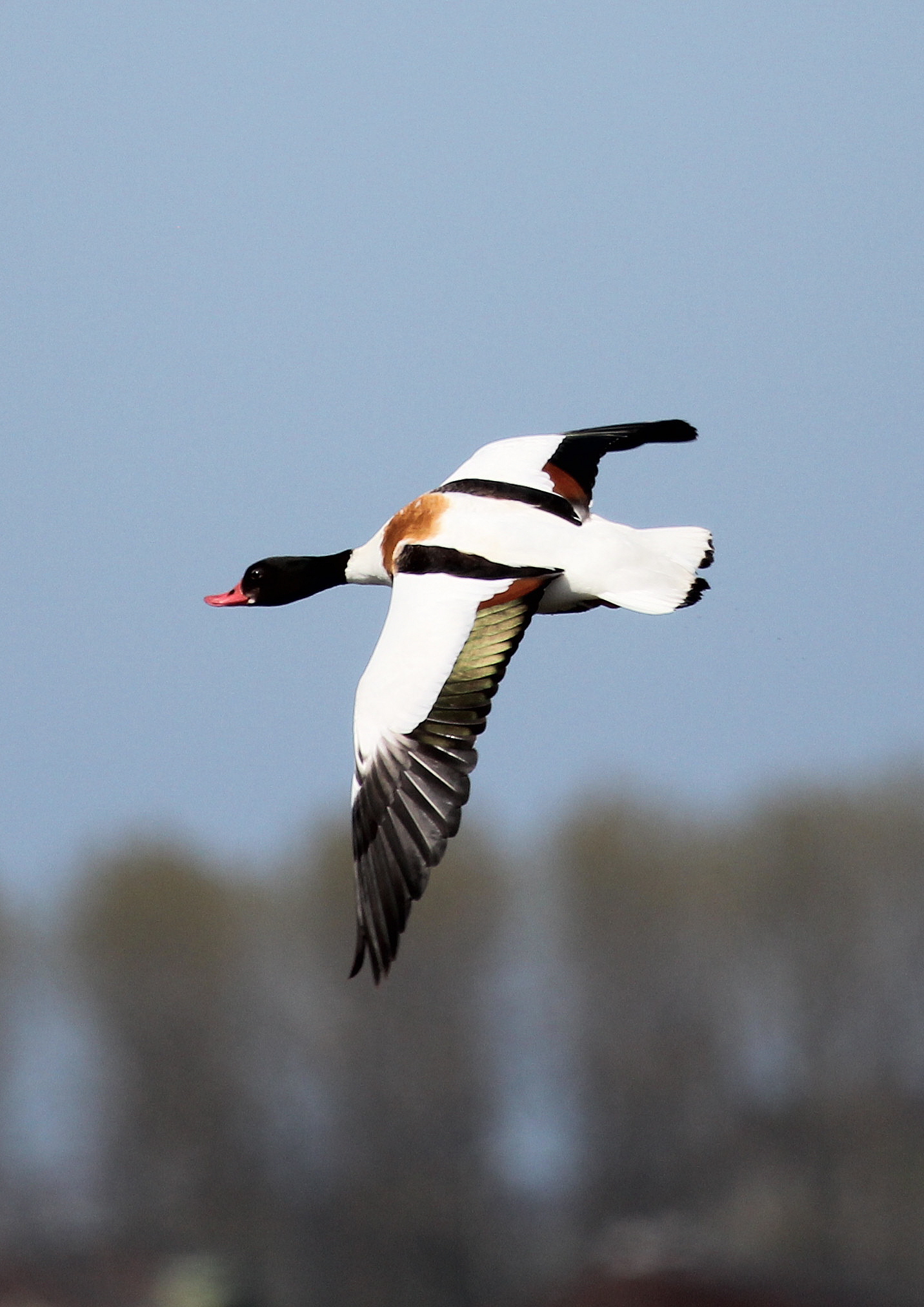 Bergeend in vlucht (v)