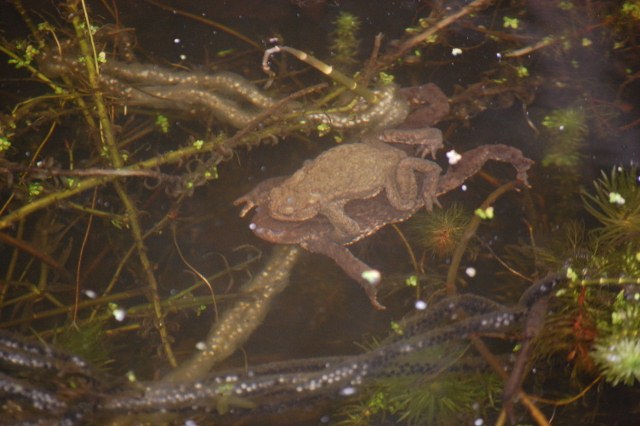 Ma en Pa Pad wachtend tot de eitjes...