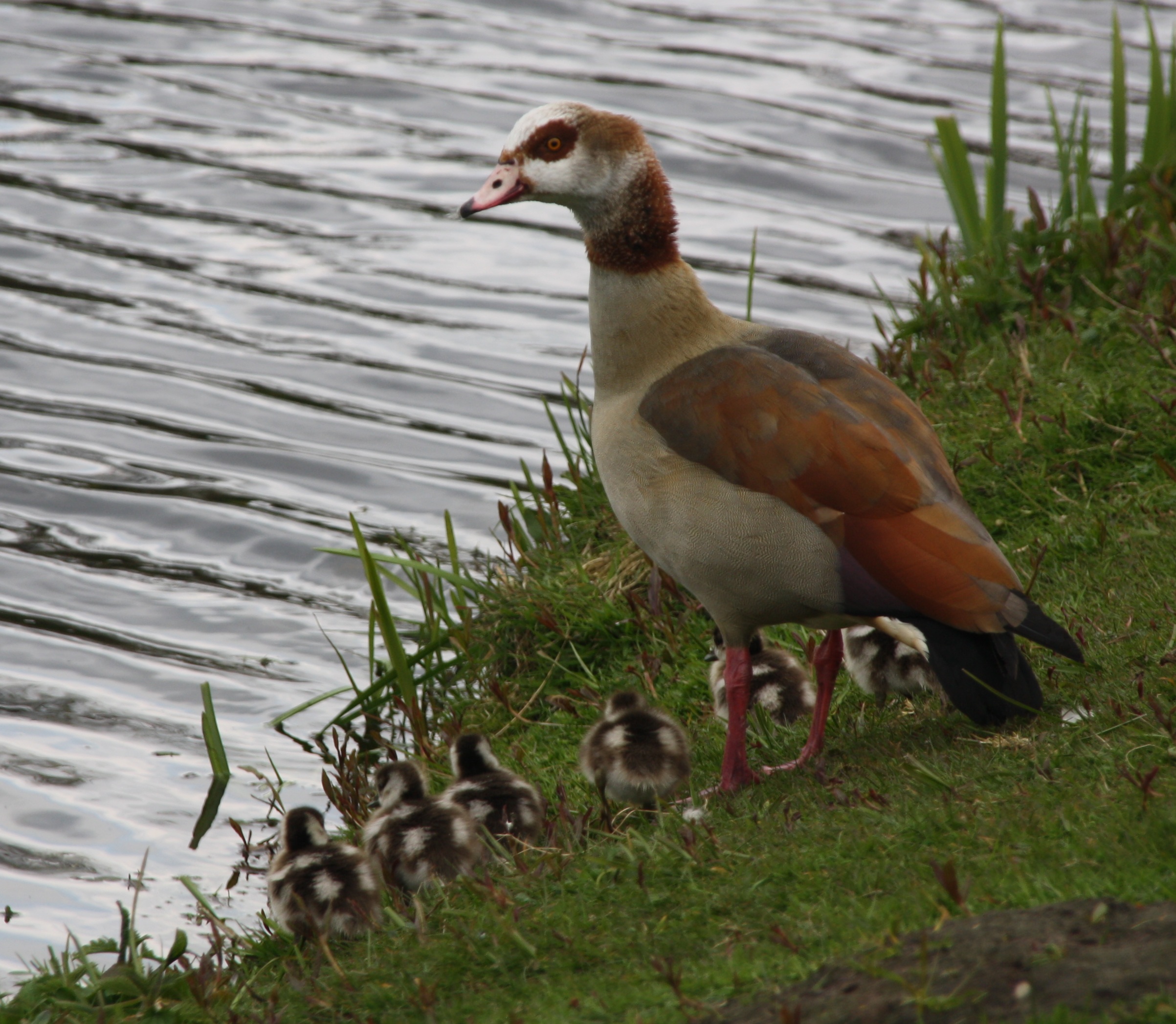 Nijlgans met kleintjes