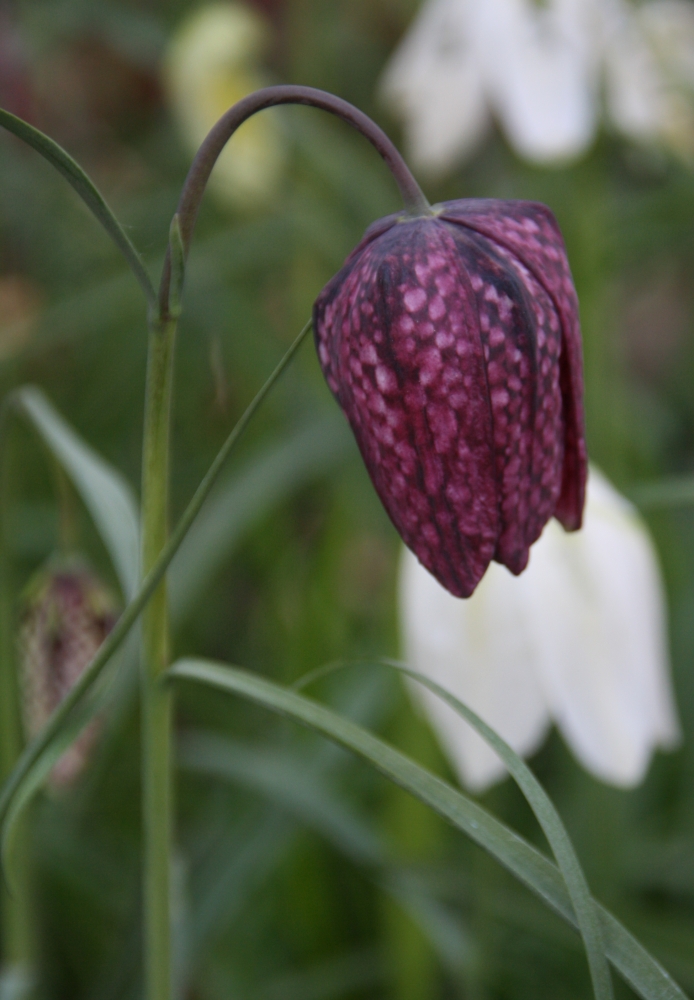 Zeldzame Kievietsbloem