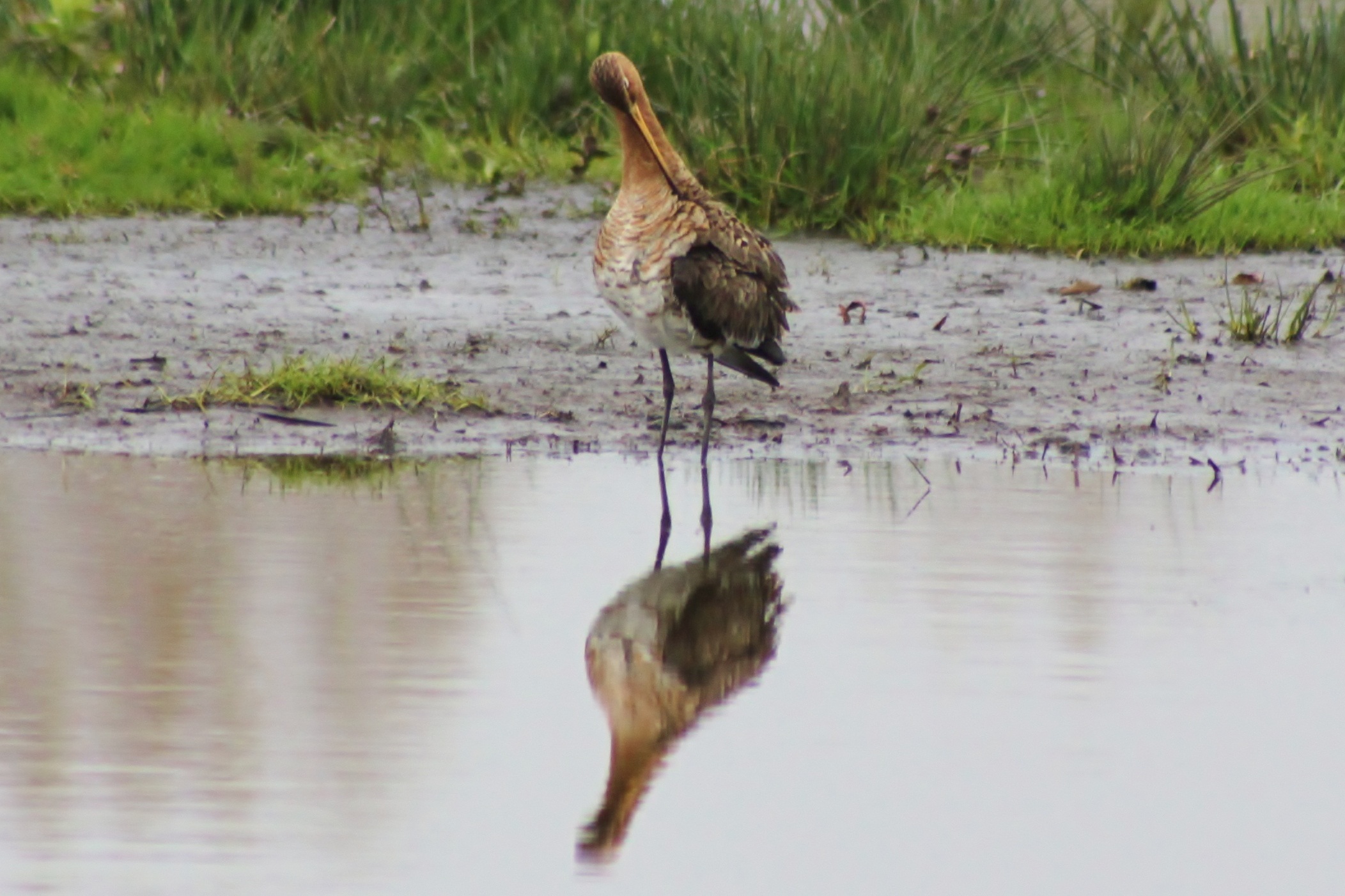 Poetsbeurt voor spiegel(1)