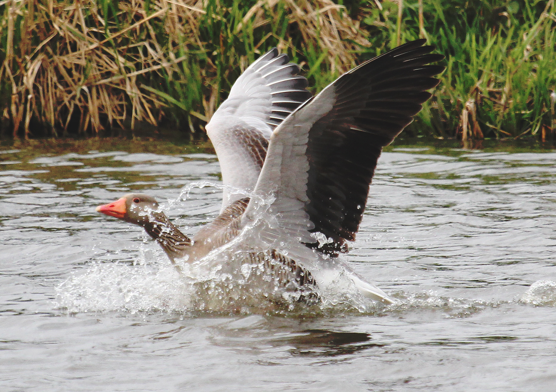 Waterpret van Grauwe Gans