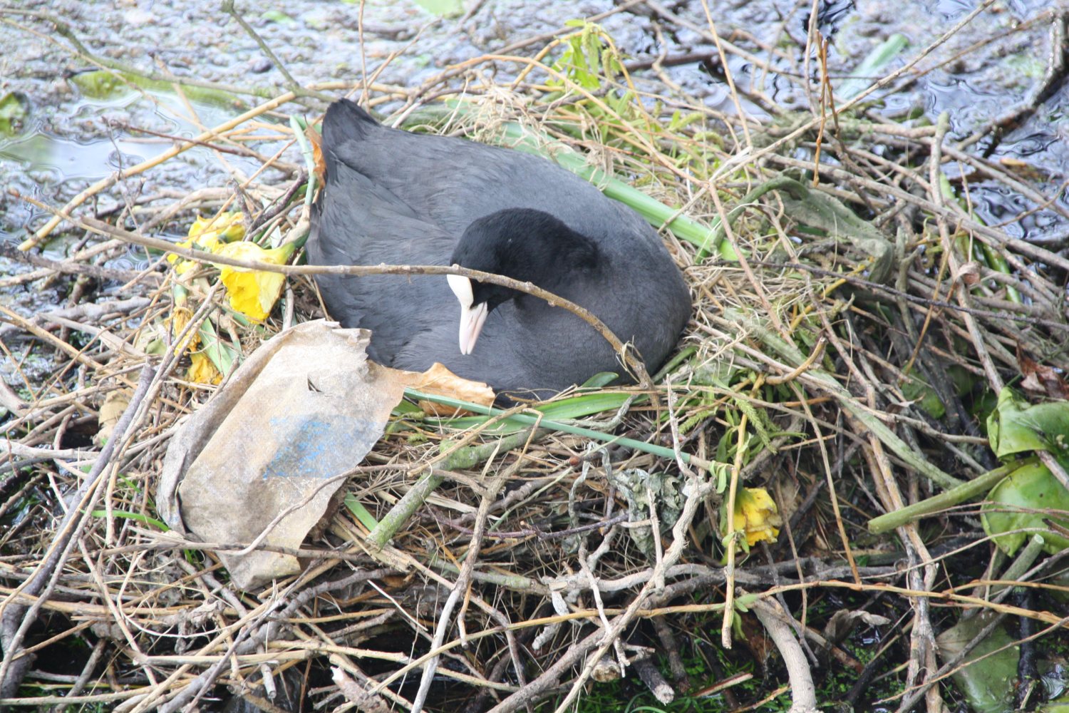 Meerkoet met nestmateriaal