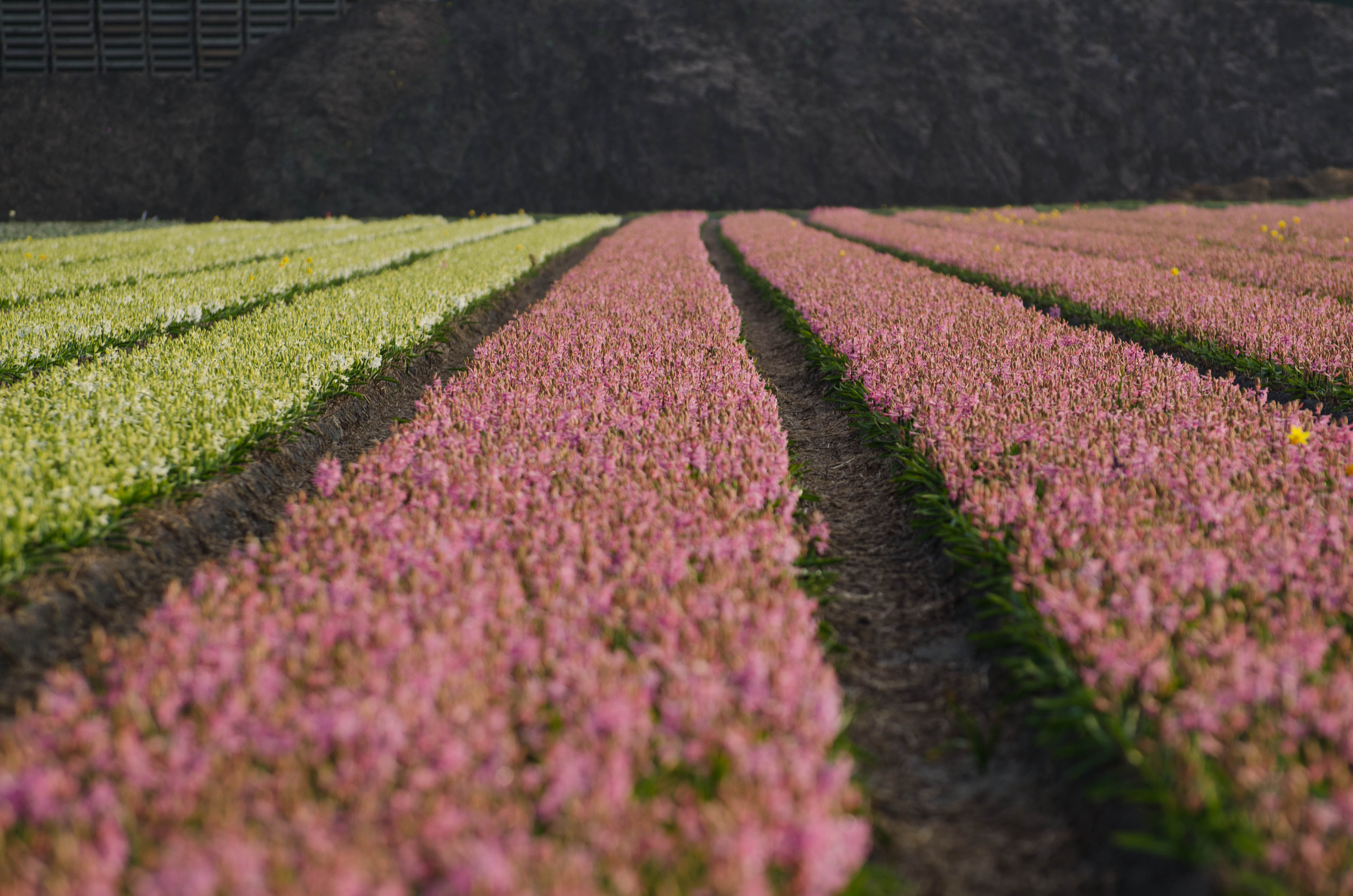 Prachtige hyacinten op een rij!