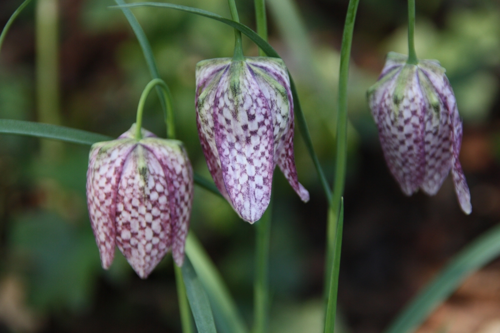 Kievietsbloemen