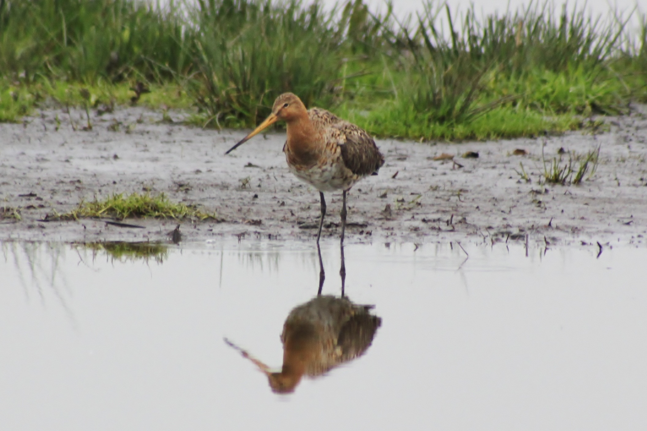 Poetsbeurt voor spiegel(4)
