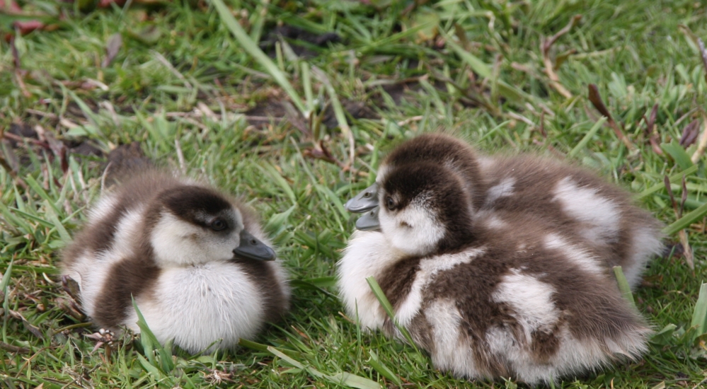 3 kleintjes op hun hoede