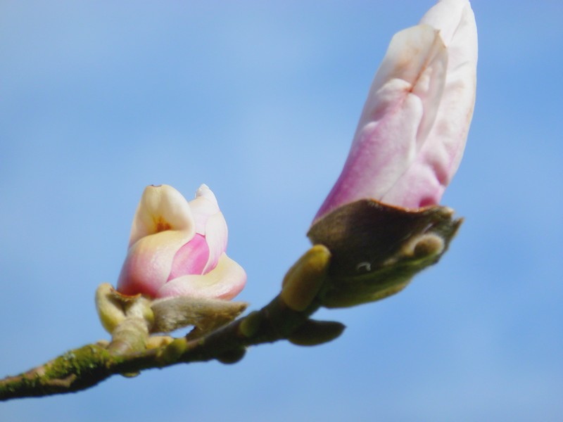 magnoliaknop