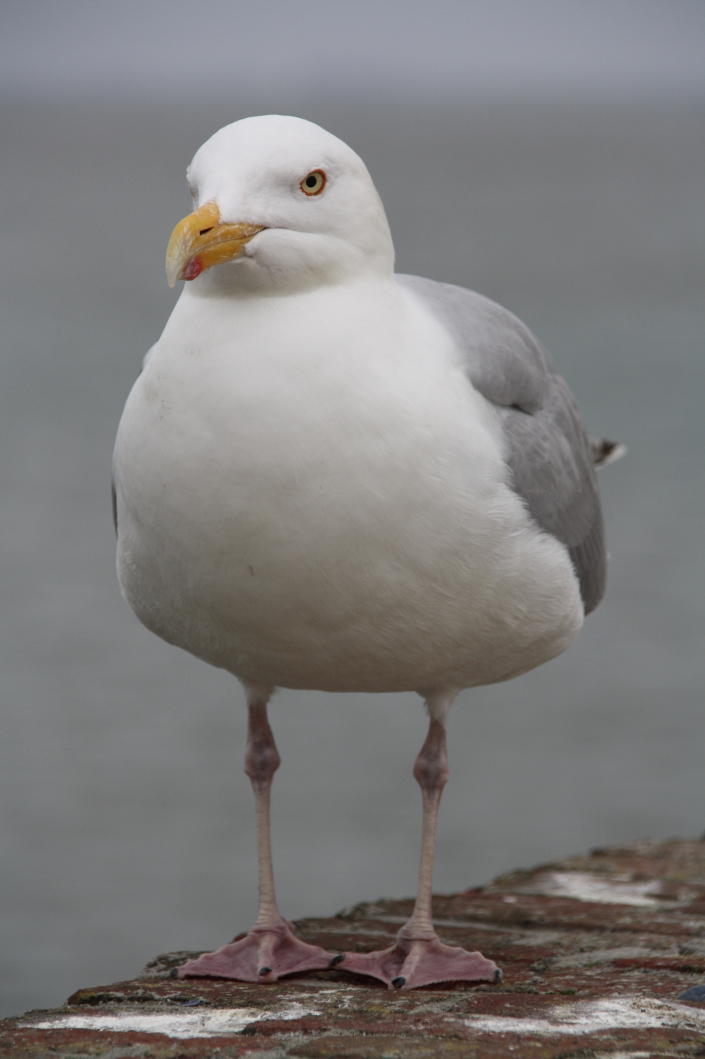 Pontische meeuw