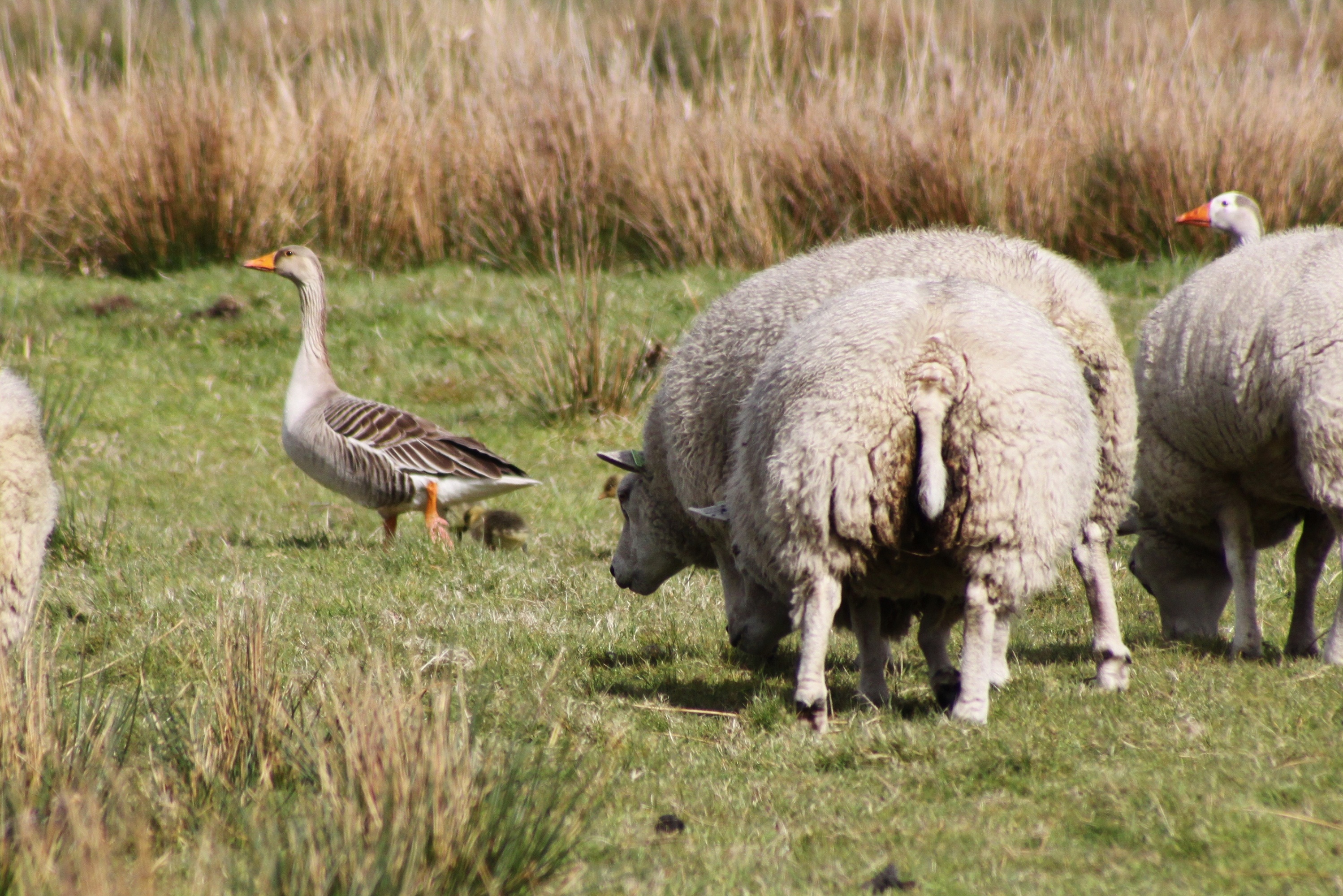 Ganzen trotseren schapen (serie)7