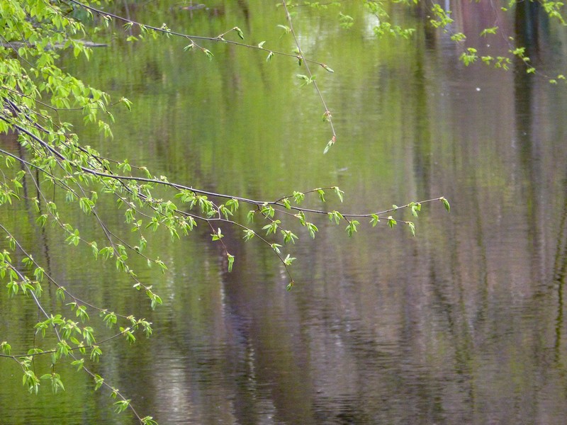 sappig groen boven water