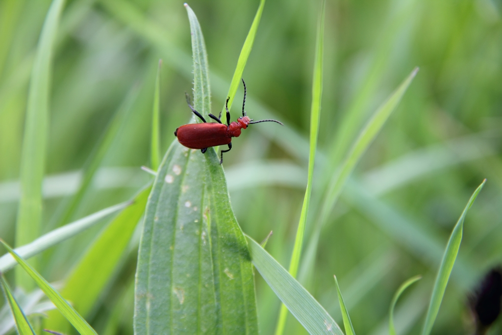 Nr.2) Hij zal toch niet....