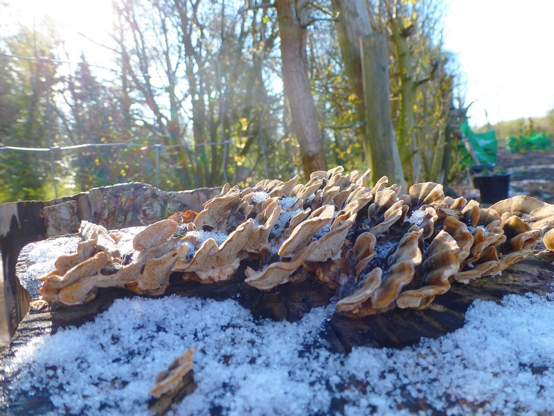 paaszwammen in de 'sneeuw'